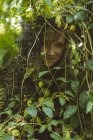 Frau blieb in Gebüsch stecken — Stockfoto