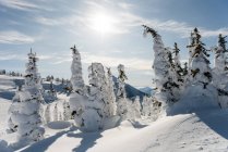 Снігові покриті дерева взимку — стокове фото