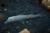 Крупный план мертвой рыбы в реке — стоковое фото