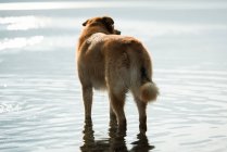Собака, стоящая возле реки в солнечный день — стоковое фото