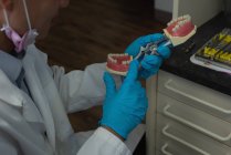 Sección media del dentista masculino sosteniendo dientes artificiales en la clínica - foto de stock