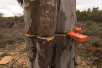 Крупный план полусрубленного ствола дерева в лесу — стоковое фото