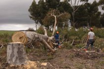 Rückansicht von zwei Holzfällern, die im Wald Bäume fällen — Stockfoto