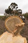 Chiudere tronco d'albero tagliato nella foresta a lato della campagna — Foto stock