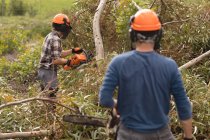 Dois lenhadores com motosserra cortando árvore caída na floresta — Fotografia de Stock
