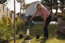 Старша жінка поливає рослину в саду в сонячний день — стокове фото