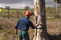 Rückansicht eines Holzfällers, der Baum im Wald kontrolliert — Stockfoto