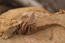 Крупним планом дерев'яний пень в лісі — стокове фото