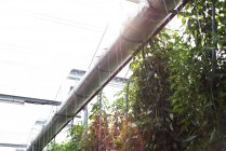 Primo piano di piante appese in serra con retroilluminazione — Foto stock