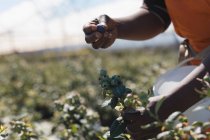 Arbeiter pflücken Blaubeeren in der Heidelbeerfarm — Stockfoto