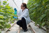 Female scientist watering plants in greenhouse — Stock Photo