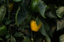 Зрізати жовтий болгарський перець, що звисає на рослинах в теплиці — стокове фото