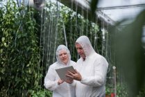 Dos científicos trabajando en tableta digital en invernadero - foto de stock