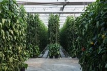 Filas de plantación colgante en el interior del invernadero - foto de stock