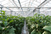 Green crops plantation in greenhouse interior — Stock Photo