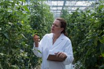 Female scientist examining plants in greenhouse — Stock Photo