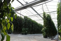 Rows of green plantation in greenhouse interior — Stock Photo