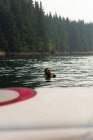 Homme adulte moyen nageant dans l'eau après la chute du wakeboard dans la rivière — Photo de stock
