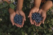 Close-up of workers holding blueberries in blueberry farm — Stock Photo