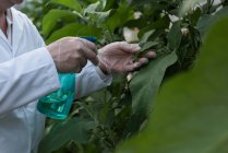 Руки ученого полива растений с распылителем в теплице — стоковое фото