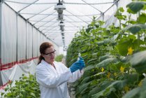 Científica sosteniendo jeringa en invernadero - foto de stock