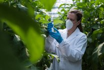 Científica sosteniendo jeringa en invernadero - foto de stock