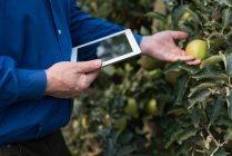 Section médiane de l'homme avec tablette numérique touchant des fruits en serre — Photo de stock