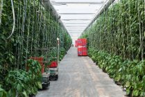 Fileiras de plantação verde e equipamentos no interior da estufa — Fotografia de Stock