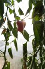 Primo piano del peperone rosso appeso alla pianta in serra — Foto stock