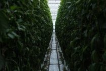 Sendero estrecho que pasa por plantación verde en invernadero - foto de stock
