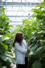 Female scientist examining plants in sunny greenhouse — Stock Photo