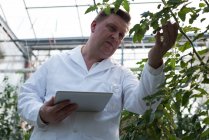 Primer plano del científico masculino con tableta digital que examina las plantas en invernadero - foto de stock