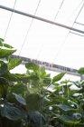 Primer plano de las plantas que cuelgan en el interior del invernadero - foto de stock