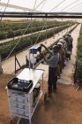 Trabajadores que pesan cestas de arándanos en cola en la granja de arándanos - foto de stock