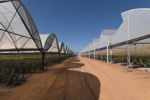 Vista esterna della fattoria dei mirtilli alla luce del sole — Foto stock