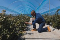 Side view of man examining blueberries in blueberry farm — Stock Photo