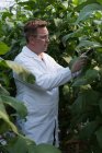 Konzentrierter Wissenschaftler untersucht Auberginen im Gewächshaus — Stockfoto
