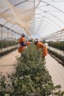 Arbustes de bleuets dans la ferme moderne de bleuets — Photo de stock