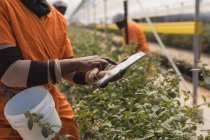 Sezione media del lavoratore che utilizza tablet digitale nella fattoria dei mirtilli — Foto stock