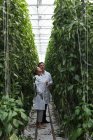 Due scienziati che esaminano le piante in serra agricola interna — Foto stock