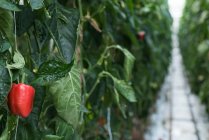 Primo piano di peperone rosso maturo appeso alle piante in serra — Foto stock