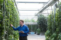 Человек с цифровым планшетом изучает зеленые растения в теплице — стоковое фото