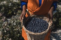 Mid section of worker holding blueberries in basket — Stock Photo