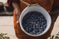 Gros plan du travailleur exploitant des bleuets dans une ferme de bleuets — Photo de stock