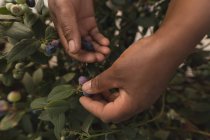 Close-up of worker picking blueberries in blueberry farm — Stock Photo