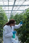 Científica comprobando plantas en invernadero - foto de stock