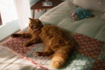 Gato deitado na cama em casa — Fotografia de Stock