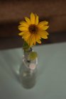 Close-up of sunflower in vase at home — Stock Photo