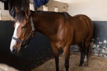 Крупный план лошади в конюшне — стоковое фото