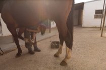 Femme mettant des fers à cheval dans la jambe de cheval à l'écurie — Photo de stock